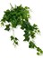 Yapay Hedera Sarmaşık 9 Dal 100 cm 2
