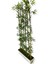 Bambu Seperatör 175 cm 6 Adet Bambu 72 cm Beyaz Saksı 2