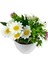 Yapay Mini Saksıda Mor Mineli Papatya 15 cm Beyaz Saksı 3