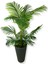 Areka 150 cm 12 Yaprak Yapay Ağaç 56X30X20 Antrasit Kumsal Saksı 4