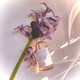 Abtira Garden Blush Elixir - %5 Aha + %5 Bha - Bitkisel Asit Bombası - Güçlü Aydınlatıcı + Leke Karşıtı Serum | 20 ml