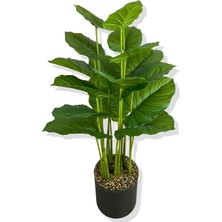 Geniş Koyu Yaprak Difanbahya 18 Dal 135 CM30X30 Siyah Galvaniz Saksı