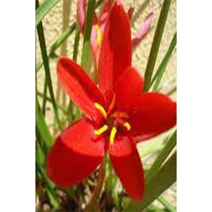 NET TARIM 20 Adet Kırmızı Zıpçıktı ( Yağmur Çiçeği ) Çiçeği Soğanı