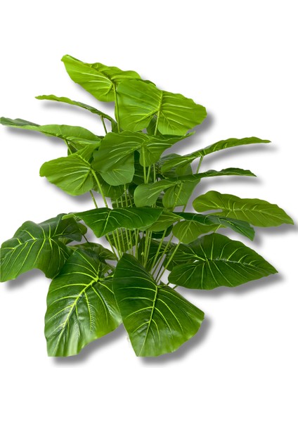 Alocasia Brisbanensis Kaşık Zambağı 80 cm 24 Dal