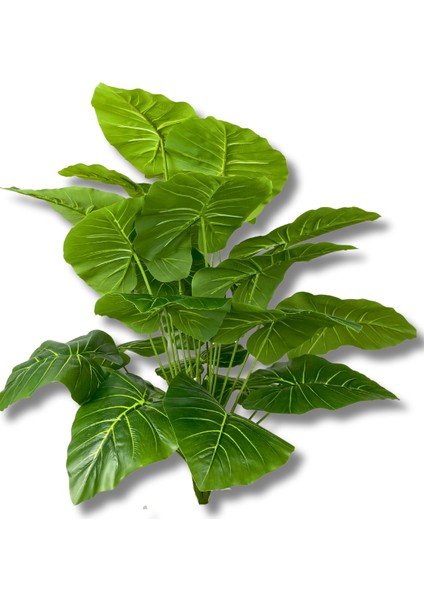 Alocasia Brisbanensis Kaşık Zambağı 80 cm 24 Dal fiyatları