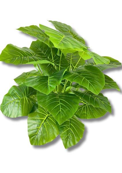 Alocasia Brisbanensis Kaşık Zambağı 80 cm 24 Dal modelleri