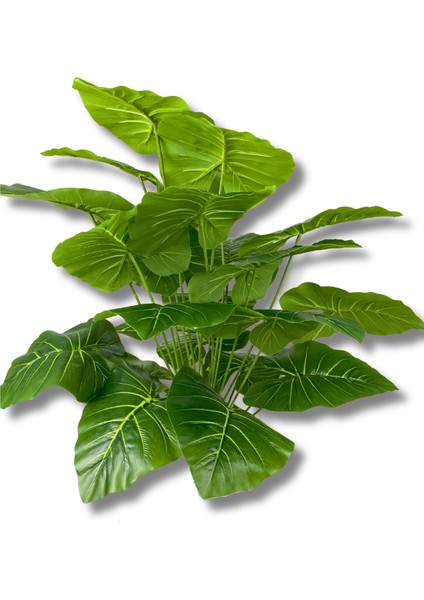 Alocasia Brisbanensis Kaşık Zambağı 80 cm 24 Dal fırsatları