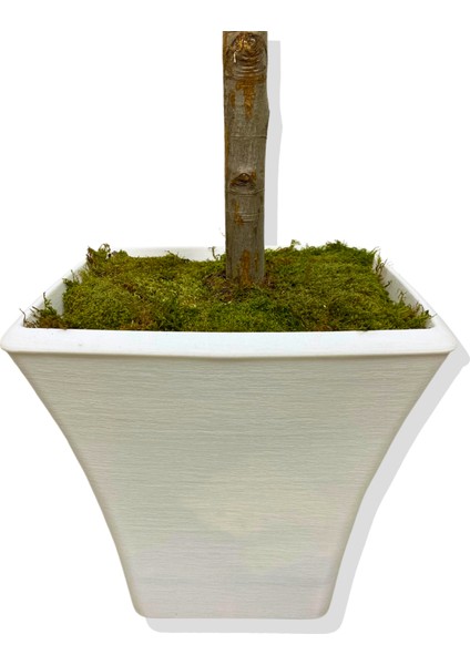 Somon Begonvil 160 cm Yapay Ağaç Beyaz Kare Saksı indirimleri