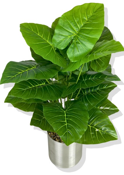 Alocasia Brisbanensis (Kaşık Zambağı) 90 cm Yapay Ağaç 24 Dal 25X25 Galvaniz Saksı modelleri