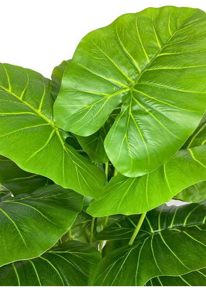 Alocasia Brisbanensis (Kaşık Zambağı) 90 cm Yapay Ağaç 24 Dal 25X25 Galvaniz Saksı fırsatları