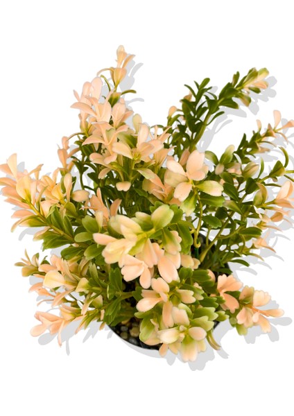 Yapay Mini Saksıda Pudra Pembe Şimşir 28 cm Açık Mavi Saksı fırsatları