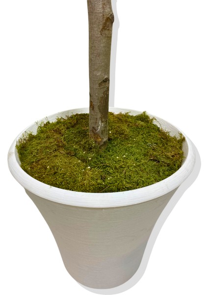 Beyaz Lüx Yeşil Yaprak Detaylı Bahar Dalı 180 cm Yapay Ağaç Beyaz Saksı indirimleri