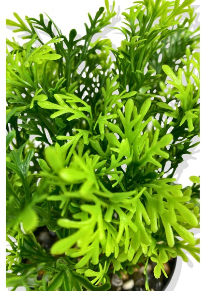 Yapay Mini Saksıda Selaginler Bitkisi 28 cm Antrasit Saksı modelleri