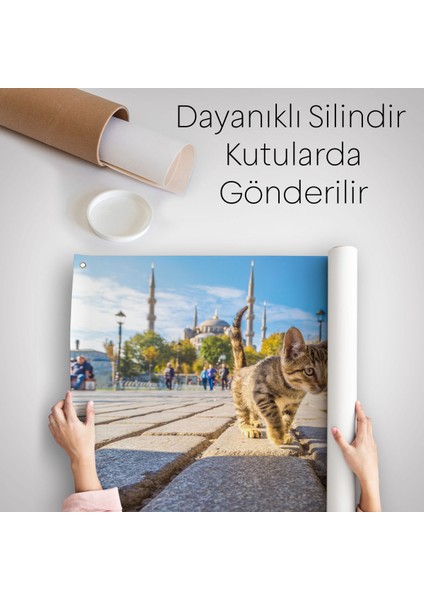 Sultan Ahmet Camii Önündeki Yavru Kedi Duvar ÖRTÜSÜ-HALISI-6507