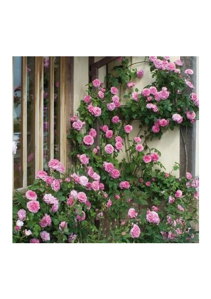 Pembe Sarmaşık Gül Fidanı 10-30 cm