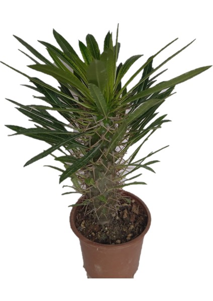 Madagaskar Palmiyesi -Pachypodium Lamerei-15/25 cm Uzunluğunda Teraryum, Kaktüs