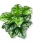 Beyaz Alacalı Monstera Mini Yapay Ağaç 85 cm 18 Dal Krem Saksı 4