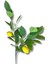 Yapay Tek Dal Limon Dalı 90 cm 2