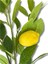 Yapay Tek Dal Limon Dalı 90 cm 4