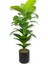 Yapay Koyu Lüx Yaprak Difenbahya Yapay Ağaç 160 cm 30X30 Siyah Galvaniz Saksı 4