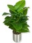 Alocasia Brisbanensis (Kaşık Zambağı) 90 cm Yapay Ağaç 24 Dal 25X25 Galvaniz Saksı 1