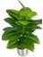 Alocasia Brisbanensis (Kaşık Zambağı) 90 cm Yapay Ağaç 24 Dal 25X25 Galvaniz Saksı 2