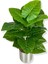 Alocasia Brisbanensis (Kaşık Zambağı) 90 cm Yapay Ağaç 24 Dal 25X25 Galvaniz Saksı 3