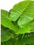 Alocasia Brisbanensis (Kaşık Zambağı) 90 cm Yapay Ağaç 24 Dal 25X25 Galvaniz Saksı 4