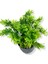 Yapay Mini Saksıda Selaginler Bitkisi 28 cm Antrasit Saksı 2