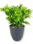 Yapay Mini Saksıda Selaginler Bitkisi 28 cm Antrasit Saksı 4
