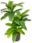 Dracaena Fragrans Koyu Renk 3 Gövde Yapay Ağaç 160 cm Siyah 30X30 Galvaniz Saksı 3