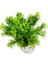 Yapay Mini Saksıda Selaginler Bitkisi 28 cm Beyaz Saksı 3