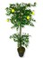 Limon Ağacı 180 cm Yapay Ağaç Üretim Saksısı 2