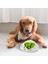 Interactives-Köpek İçin Zeka Geliştirici Oyun 4