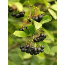 Taze Dükkan Aronya (Aronia, Chokeberry) 500 gr