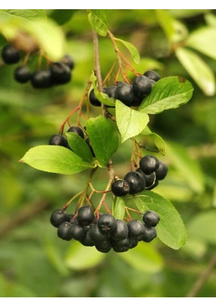 Taze Dükkan Aronya (Aronia, Chokeberry) 500 gr