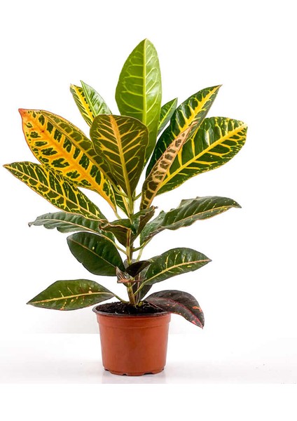 Croton Petra - Kraton Bitkisi 40-50 cm