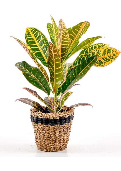 Croton Petra - Kraton Bitkisi - Lanesse Siyah Hasır Saksılı 40-50 cm