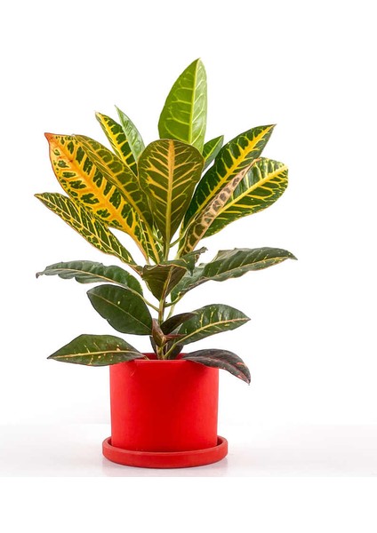 Croton Petra - Kraton Bitkisi Ruby Kırmızı Saksılı 40-50 cm