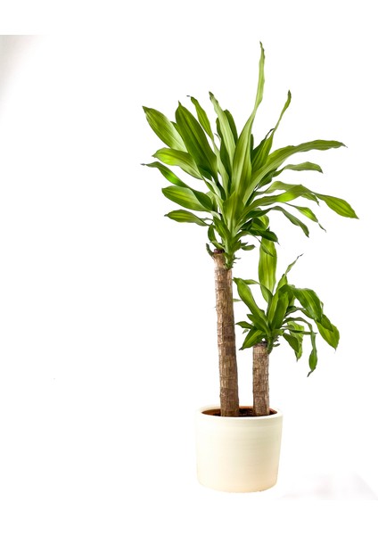 Dracaena Massengeana Bitkisi 2 Gövdeli - Ruby Beyaz Saksılı 100-120 cm