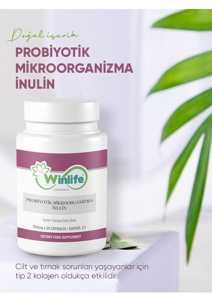 Probiyotik Mikroorganizma Inülin