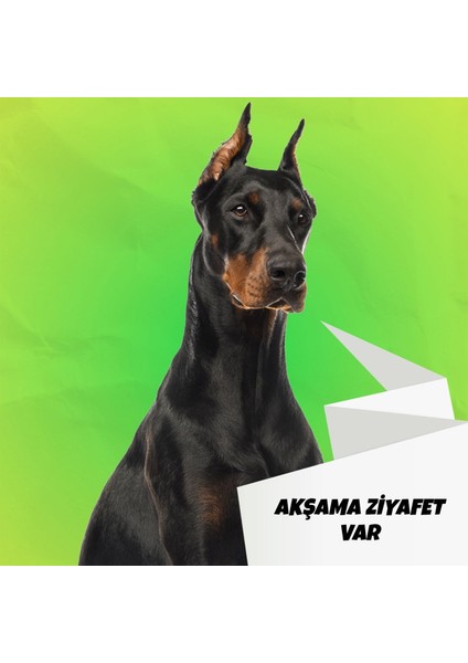 Rıch Raw Food 8 kg Köpek Maması