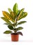 Croton Petra - Kraton Bitkisi 40-50 cm 1