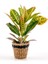 Croton Petra - Kraton Bitkisi - Lanesse Siyah Hasır Saksılı 40-50 cm 1