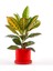 Croton Petra - Kraton Bitkisi Ruby Kırmızı Saksılı 40-50 cm 1