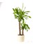 Dracaena Massengeana Bitkisi 2 Gövdeli - Ruby Beyaz Saksılı 100-120 cm 1