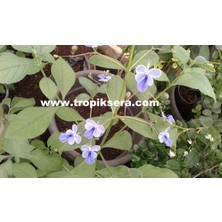 Antalya Tropikal KOD:MK02  Mavi Kelebek Çiçeği (Clerodendrum Ugandense)  (Canlı ve Sağlıklı 20 - 40 cm Boyda)