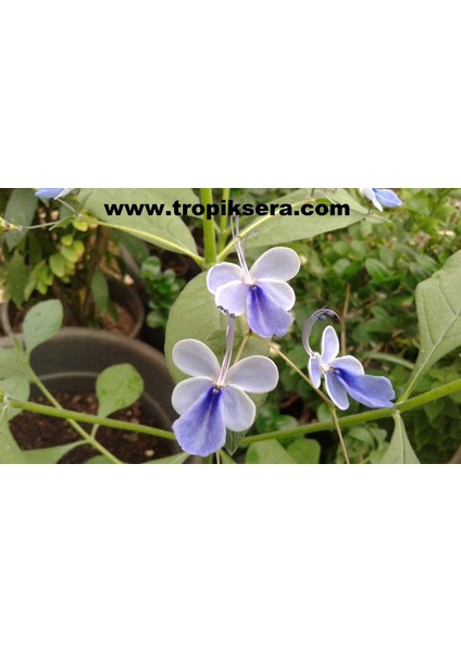 KOD:MK02 Mavi Kelebek Çiçeği (Clerodendrum Ugandense) (Canlı ve Sağlıklı 10 - 20 cm Boyda)