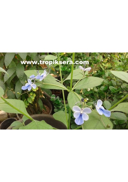 KOD:MK02 Mavi Kelebek Çiçeği (Clerodendrum Ugandense) (Canlı ve Sağlıklı 10 - 20 cm Boyda)