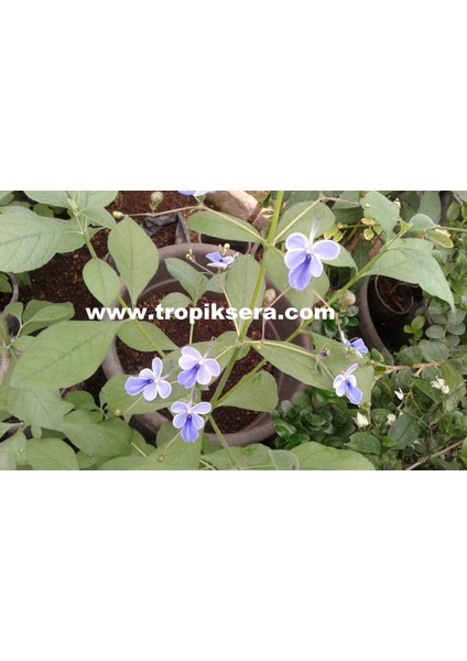 KOD:MK02 Mavi Kelebek Çiçeği (Clerodendrum Ugandense) (Canlı ve Sağlıklı 10 - 20 cm Boyda)